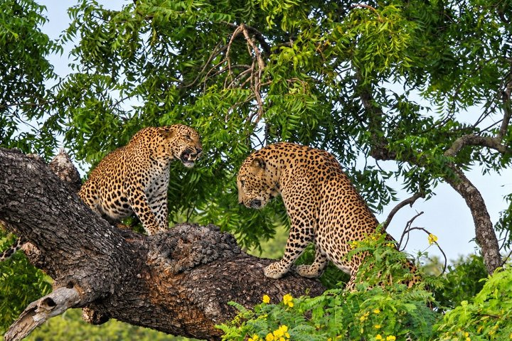 Full day Safari - Yala National Park - 04.30 am to 06.00 pm with - Janaka safari - Photo 1 of 25